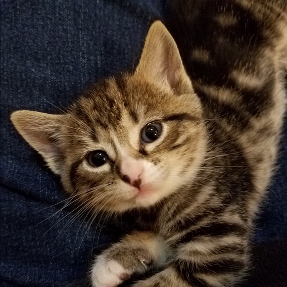 Meet your Posher, Dawn - Picture 1 of 1